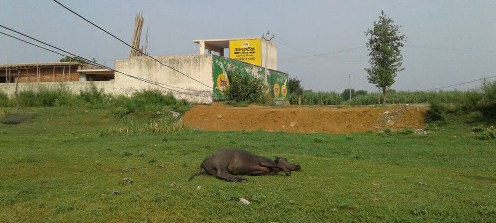 बिजली विभाग  की लापरवाही से मर रहे पशु