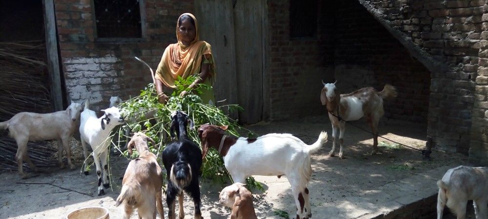 इस समूह की महिलाओं के लिए बकरियां एटीएम से कम नहीं