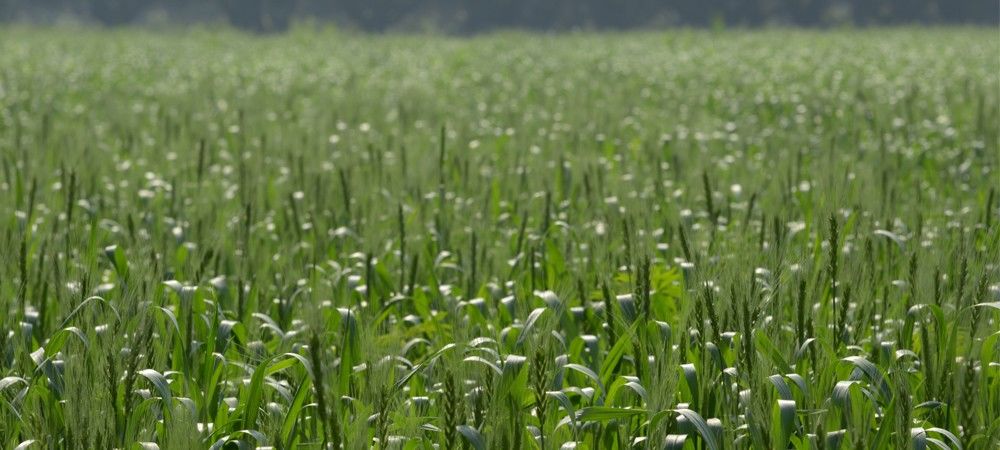 बड़े नोट बंद होने से प्रभावित हो सकती है रबी फसलों की बुवाई