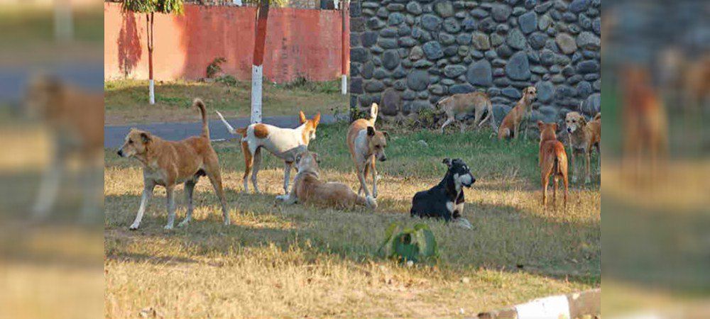 कुत्ते का आतंक, 11 ग्रामीणों को बनाया निशाना
