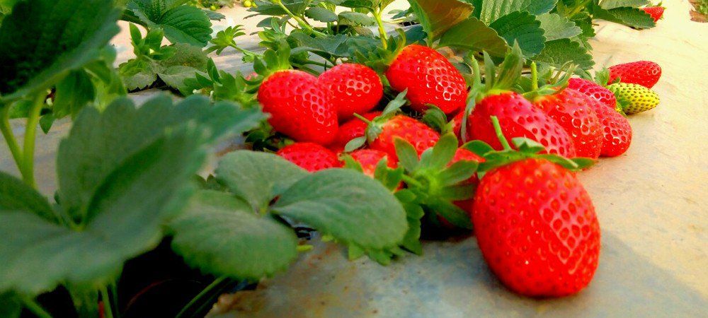 इस इंजीनियर से सीखें, कैसे गर्म प्रदेश में भी कर सकते हैं स्ट्रॉबेरी की खेती