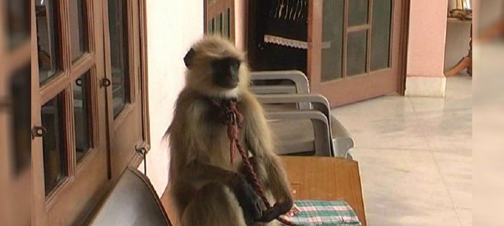 सोसायटी के बंदरों को भगाने के लिए दूल्हे को दहेज में दिया लंगूर, एफआईआर दर्ज