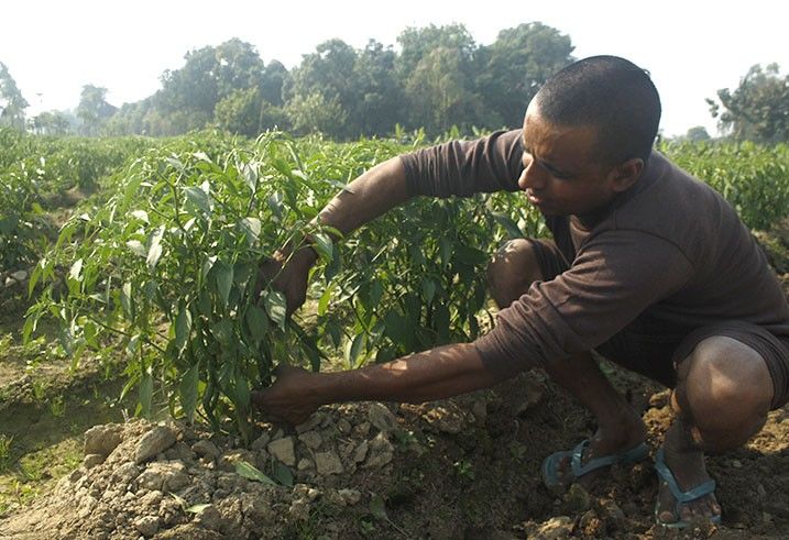 भारतीय कृषि सेवा कंपनी अक्षमाला खोलेगी 1,000 कृषि क्लिनिक