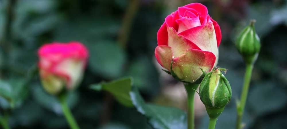 रोज़ डे : आपने जिस गुलाब को 20 - 25 रुपये में खरीदा होगा, किसान को उसके सिर्फ 2 - 5 रुपये मिलते हैं