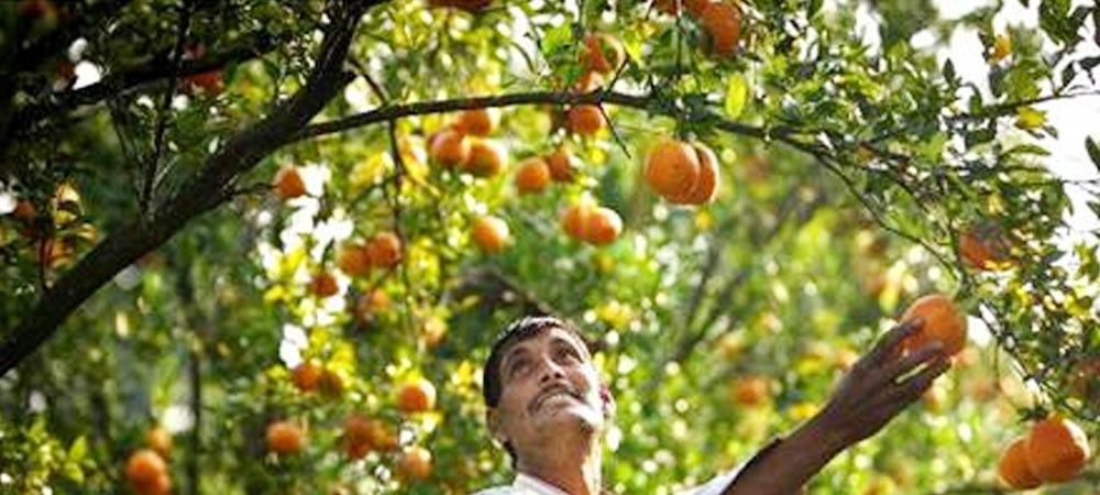 नागपुर में संतरा किसानों को प्रति एकड़ 25,000 रुपए का मुआवजा दे केंद्र सरकार : शिवसेना सांसद
