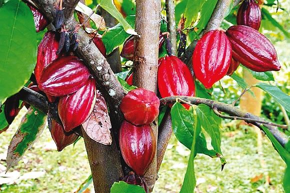 #ChocolateDay : एमएनसी की मदद से देश में कोको की खेती बढ़ाने की तैयारी