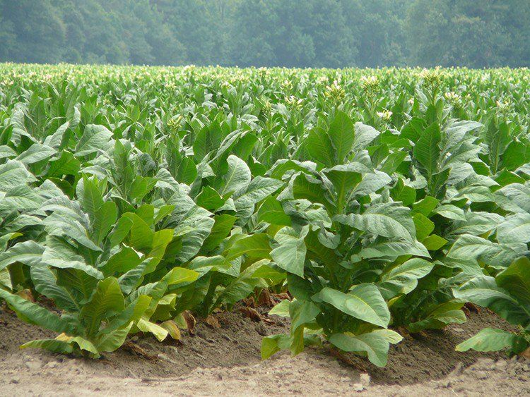 तंबाकू किसान बोले-हम पर दूसरी फसल उगाने का आदेश न थोपें