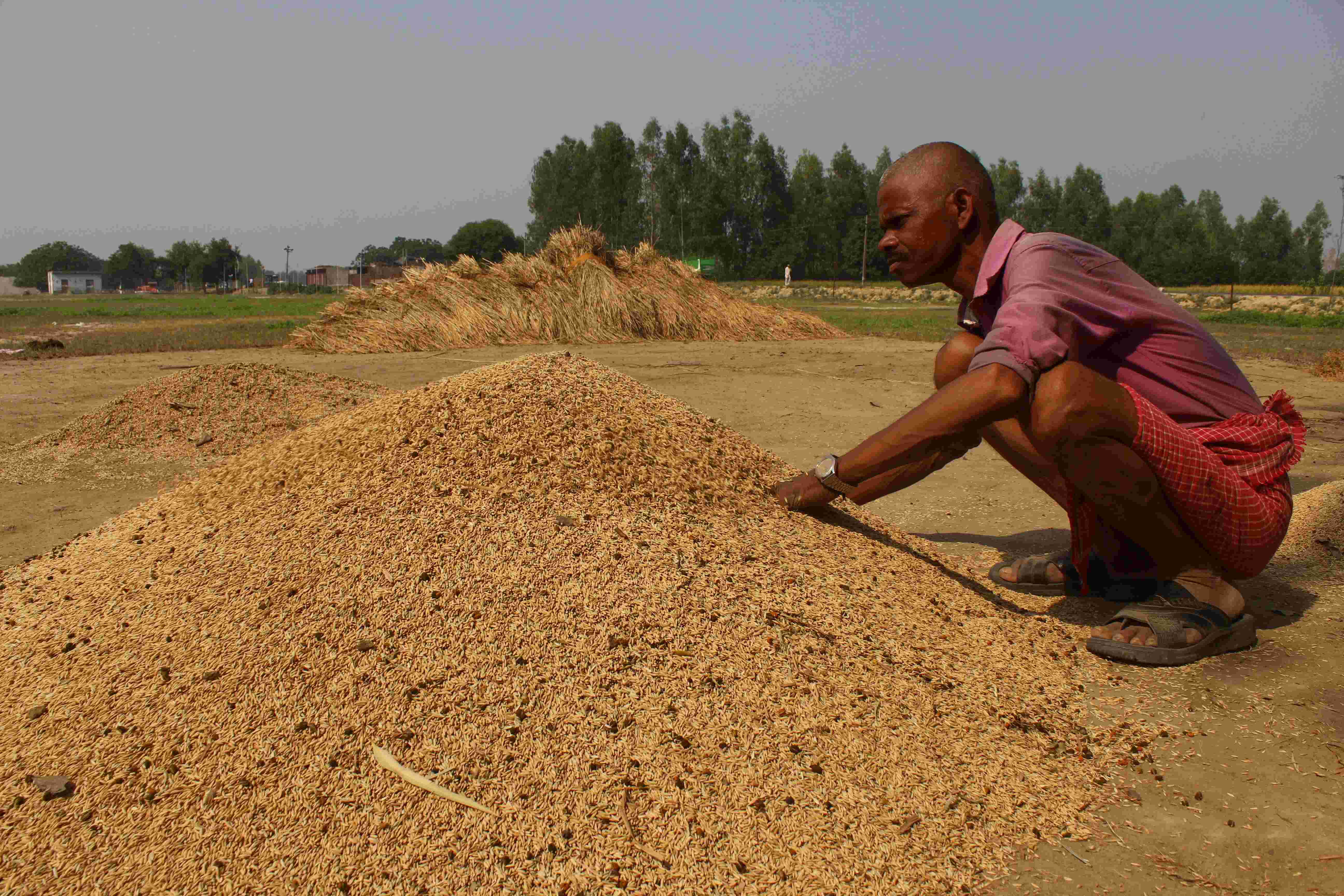 नोटबंदी से किसानों का शोषण, 700-800 रुपये कुंटल में बेचना पड़ रहा है धान, साहूकारों से ले रहे उधार