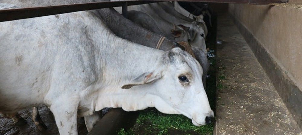 अन्ना पशु नहीं खराब करेंगे फसल, बुंदेलखंड में खुलेगा गोकुलग्राम 