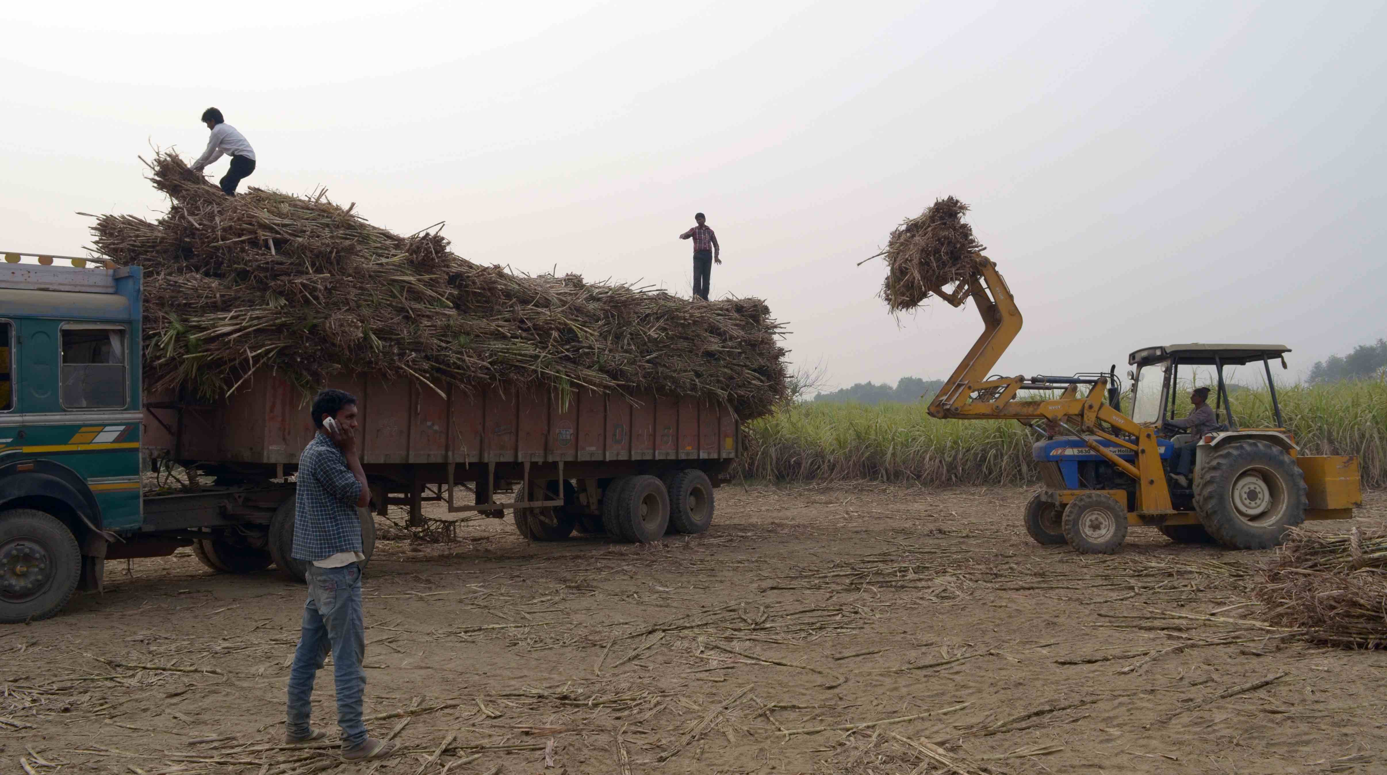 50 लाख गन्ना किसानों को राहत, यूपी सरकार ने बढ़ाया समर्थन मूल्य