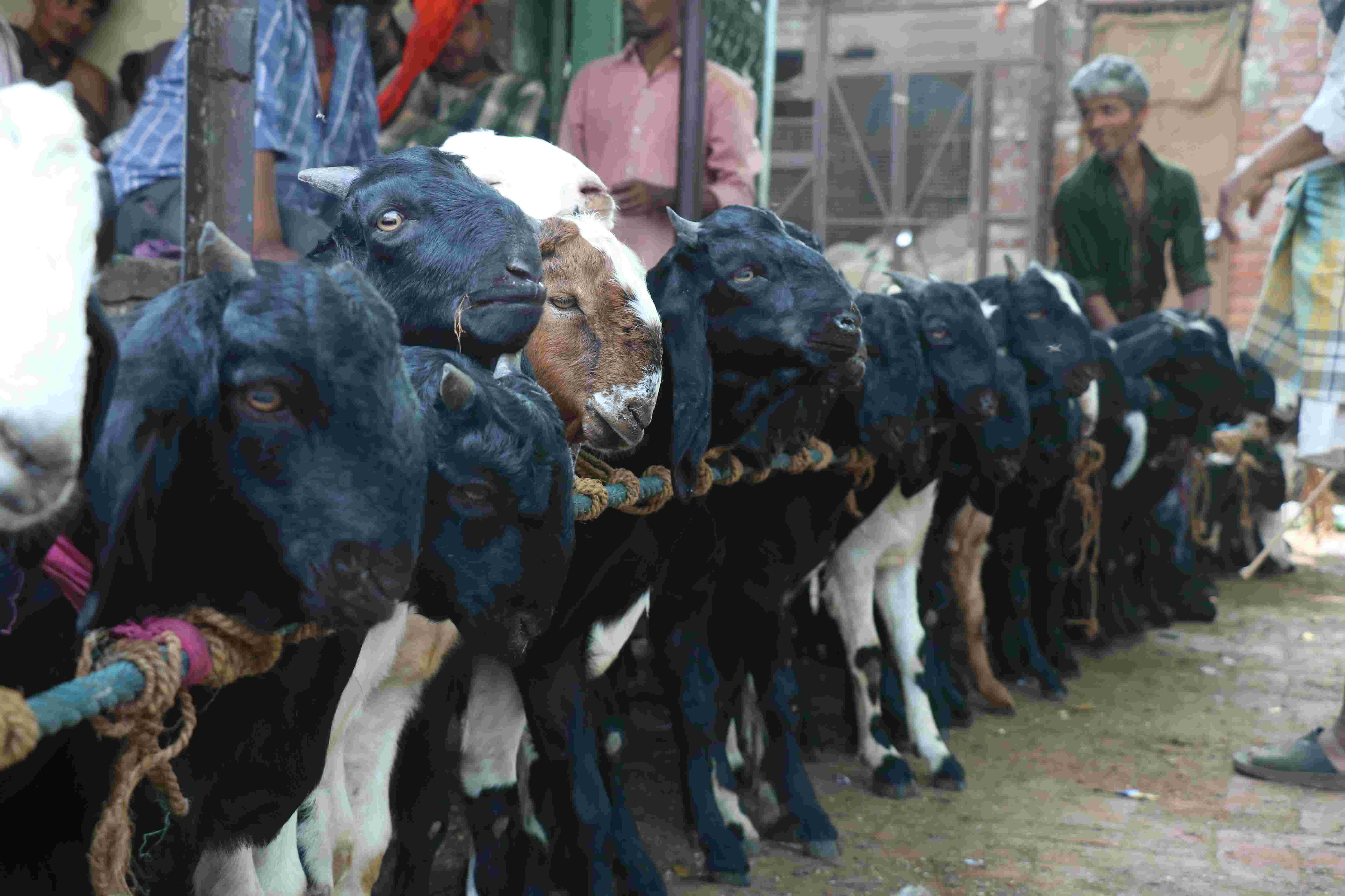 बकरीद के मौके पर गाय, भैंस, ऊंट, बैल की कुर्बानी देने वालों पर लगेगा गैंगस्टर एक्ट : राशिद खान