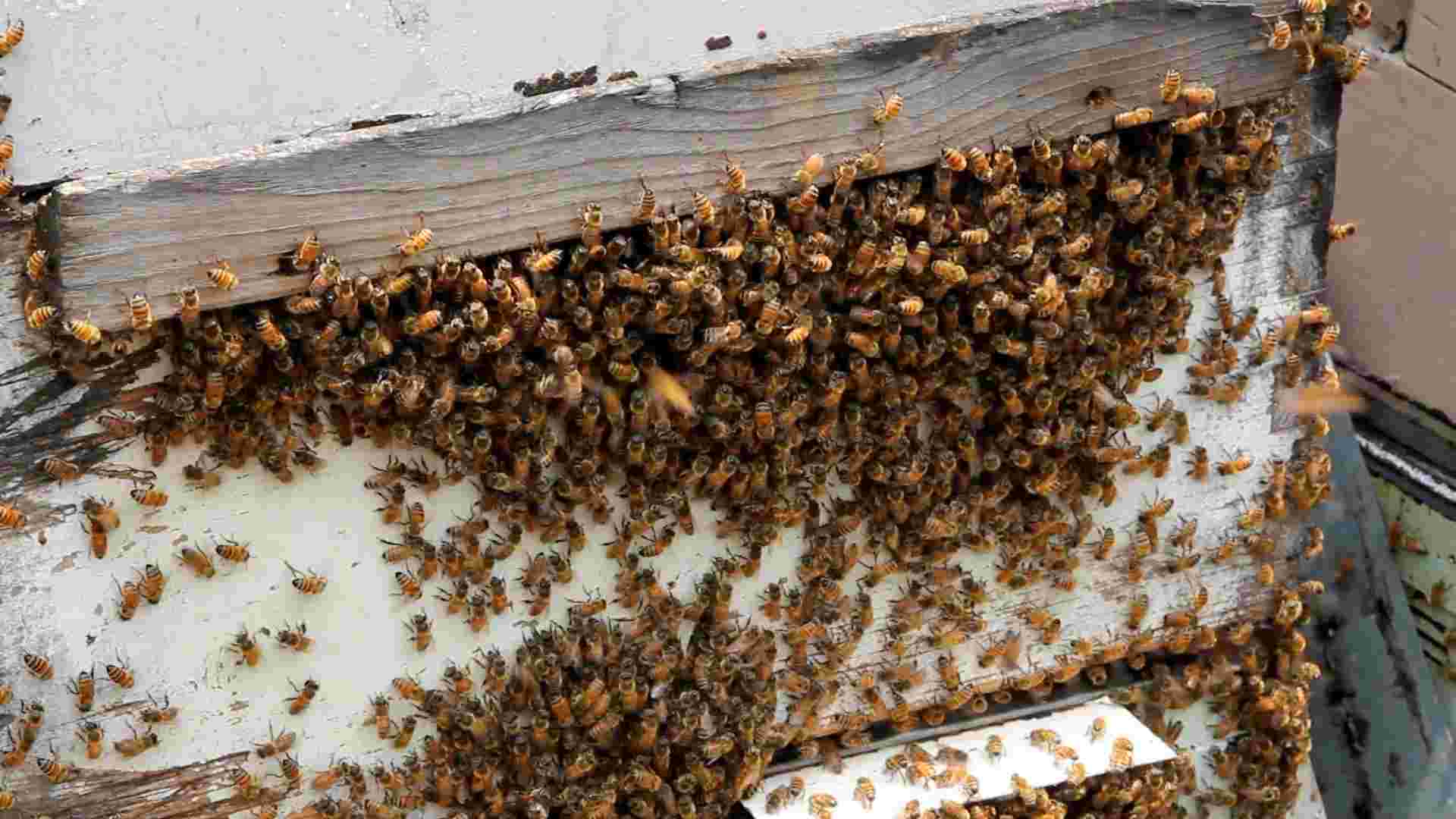 झारखंड : दस हजार किसानों को ढाई लाख मधुमक्खी बॉक्स बांटेगी सरकार