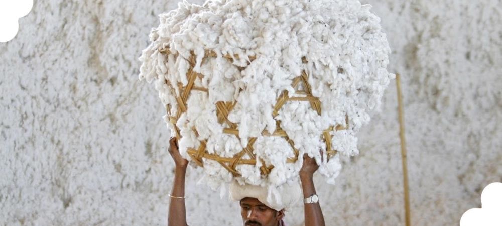 खुशखबरी : किसानों के लिए कॉटन बना सफेद सोना,  दो दिन में दाम 1200 रुपए बढ़े