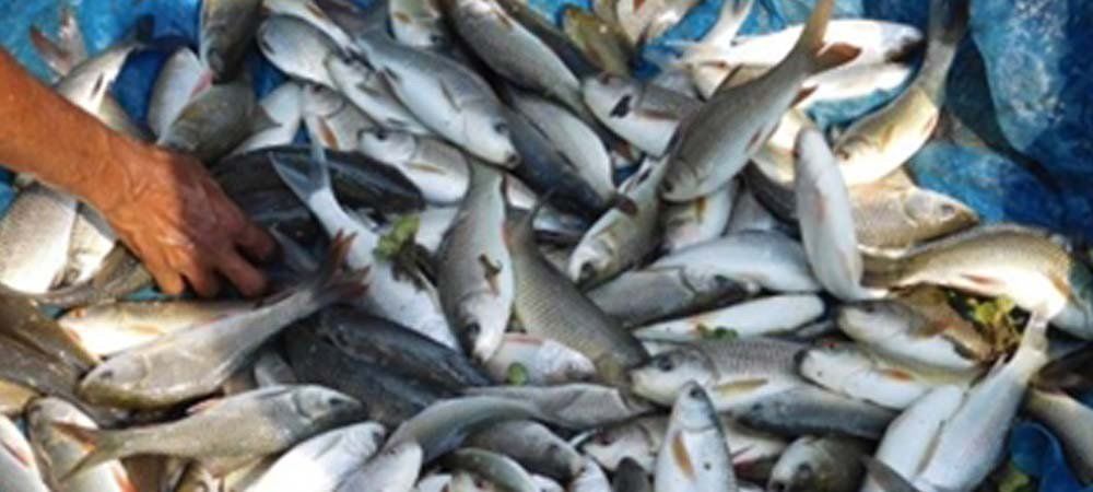 गहरे समुद्र में मछली पकड़ने में मछुआरों की मदद के लिए सरकार ला रही है नीति