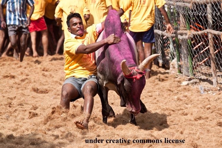अब खेल सकेंगे तमिलनाडु के युवा जल्लीकट्टू