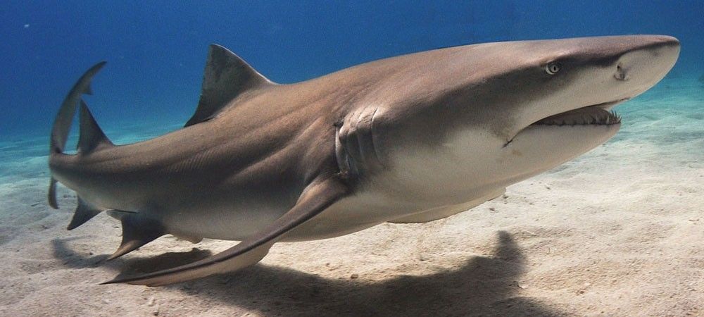 शार्क के अस्तित्व को बचाना है तो भारत और इंडोनेशिया पकड़ने पर लगाए प्रतिबंध: सीडब्ल्यूएस