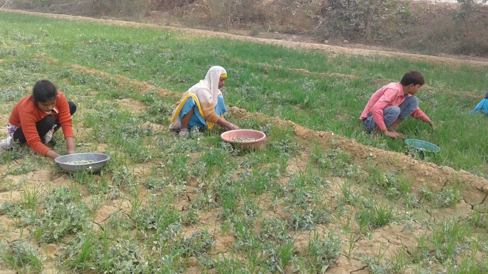 मटर के साथ गेहूं की खेती कर मुनाफा कमा रहे कन्नौज के किसान 