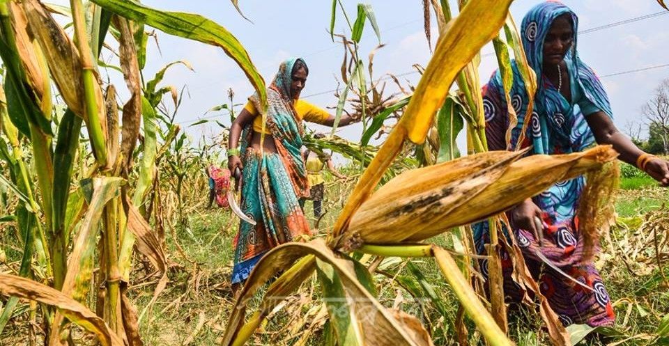 पंजाब के मक्का किसान संकट में घिरे, हस्तक्षेप के लिए मुख्यमंत्री अमरिंदर सिंह ने पीएम को लिखा पत्र