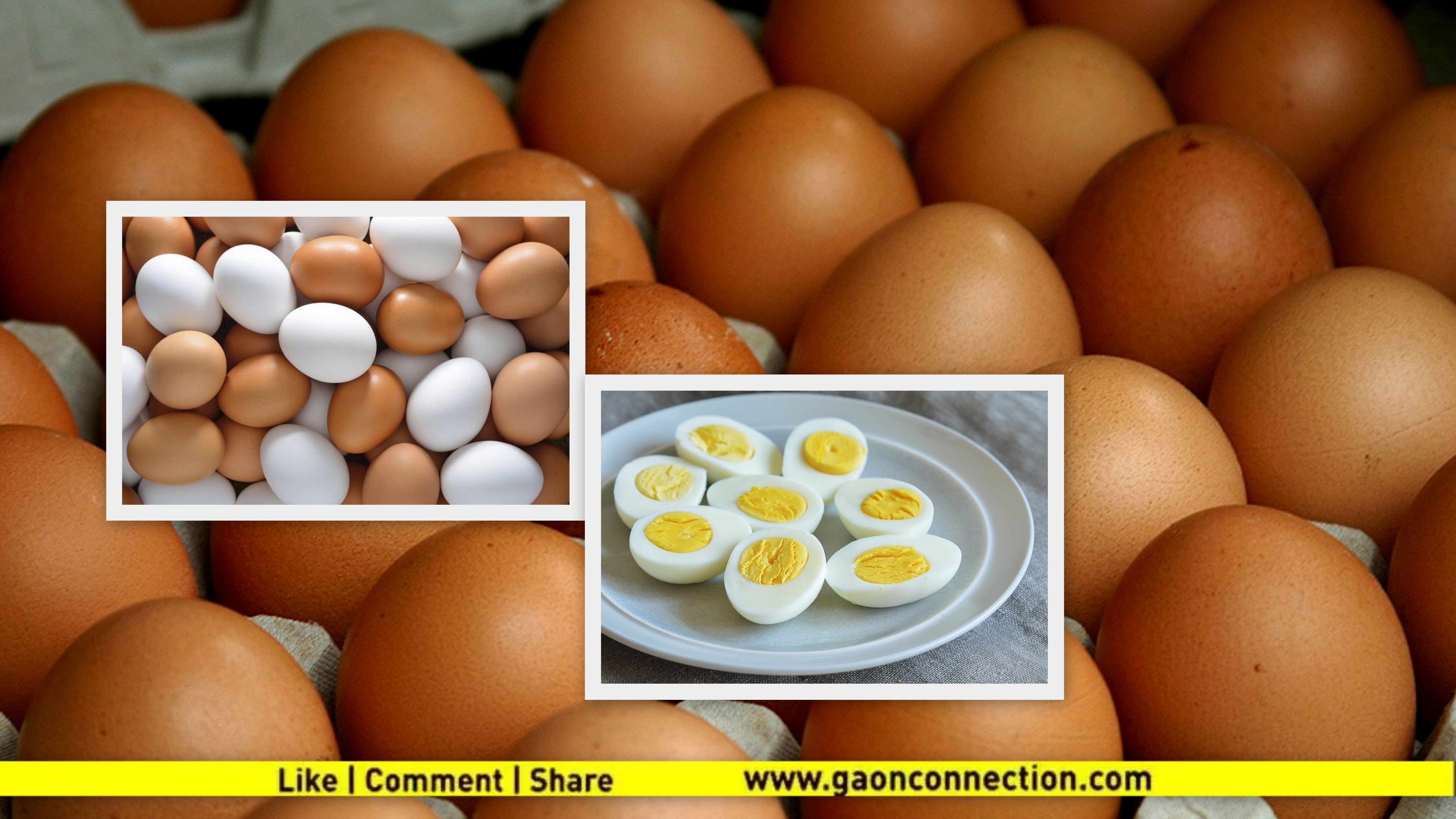 देसी और पोल्ट्री फार्म के अंडों में ज्यादा फायदेमंद कौन ?