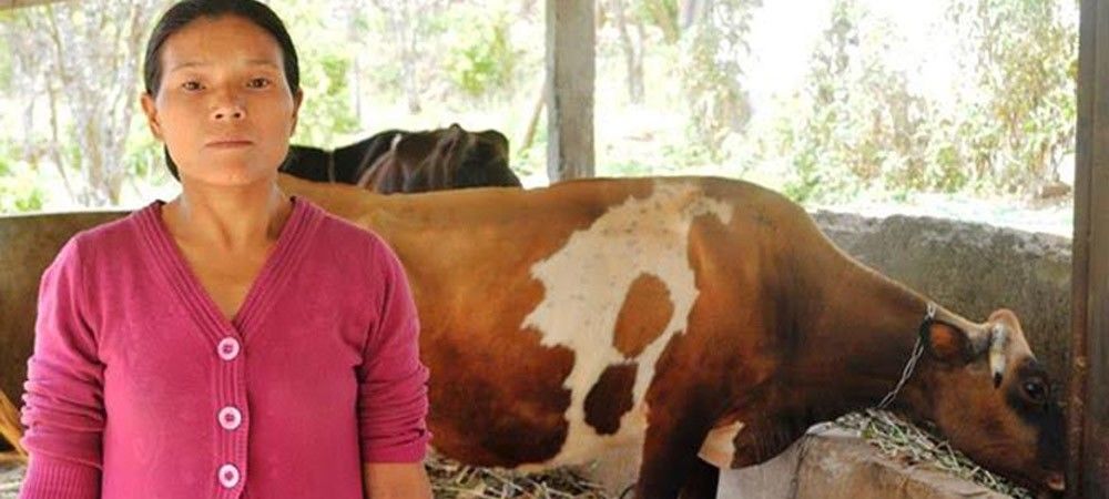 काले सफेद धब्बों वाली देशी नस्ल की ‘सीरी’ गाय लुप्त होने की कगार पर