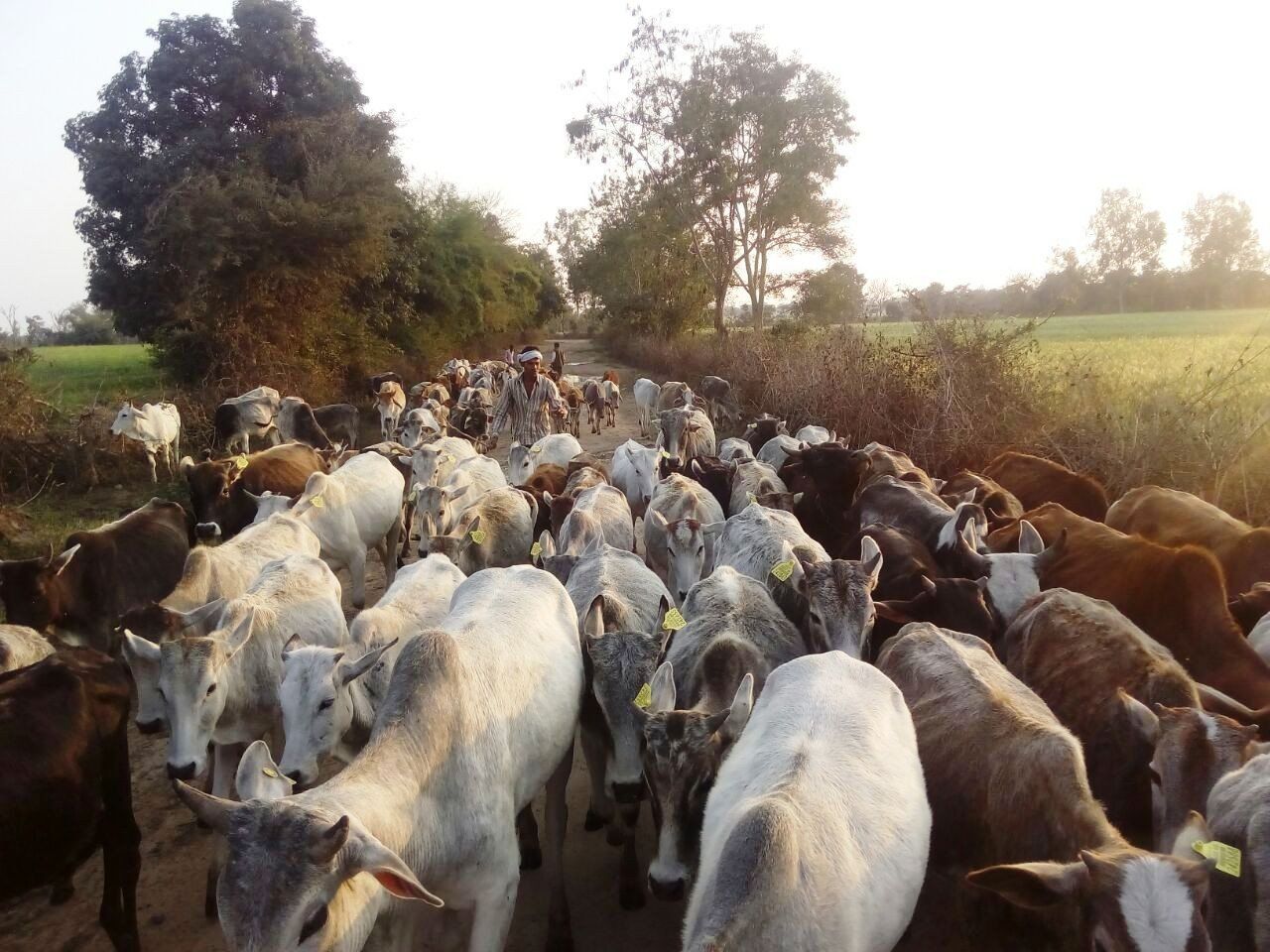 बुंदेलखंड में ग्रामीणों की छुट्टा जानवरों से बचने की अनोखी पहल, फसल भी रहेगी सुरक्षित, गाय भी नहीं मरेंगी भूखी