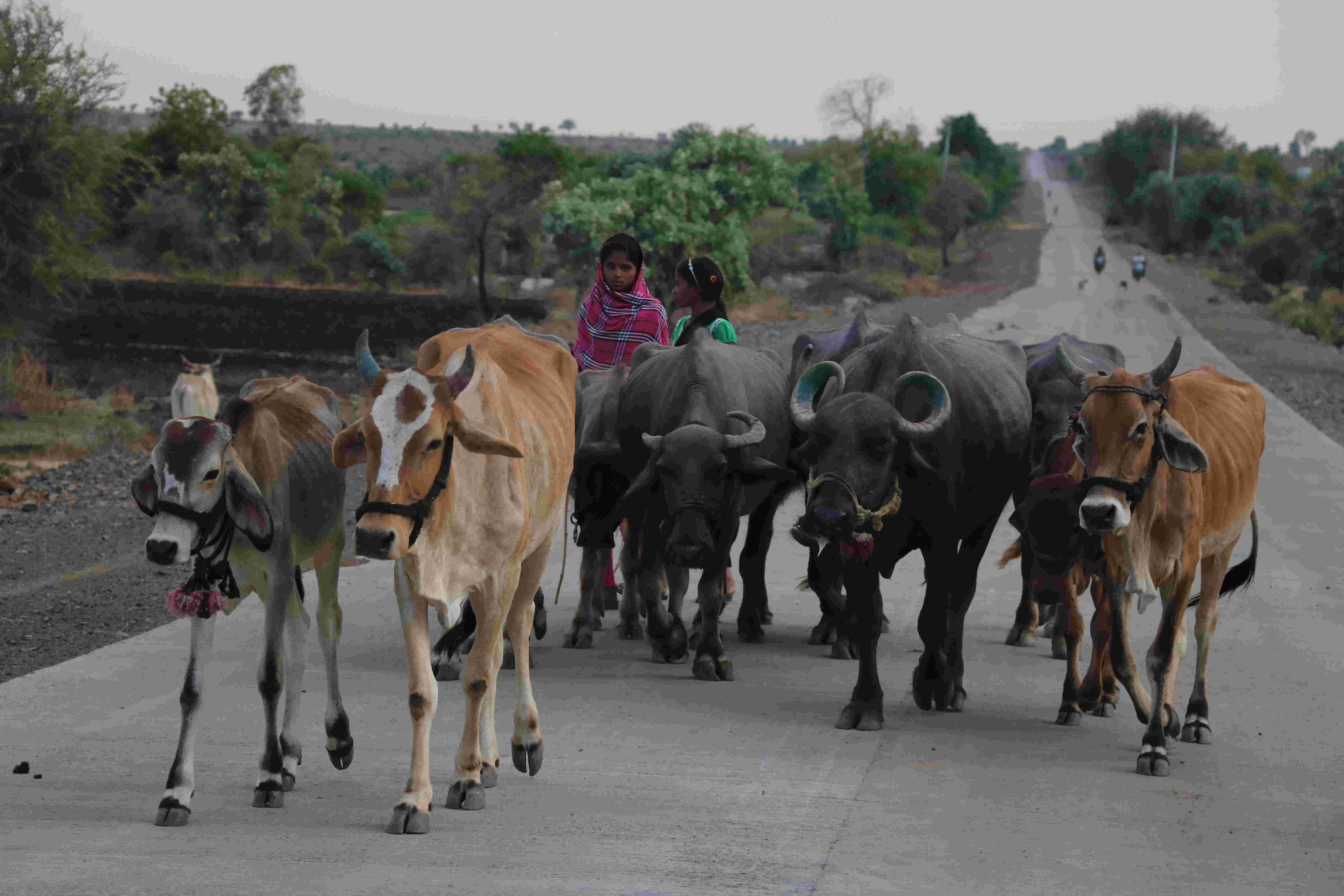 गाय और भैंस की खरीद-फरोख्त को लेकर केंद्र को सुप्रीम कोर्ट का नोटिस 