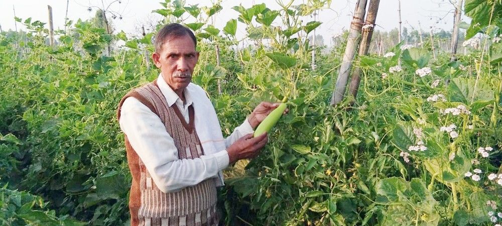 एक एकड़ में 15 हजार रुपये खर्च कर लौकी की खेती से साल भर में 1  लाख रुपये कमाता है ये किसान