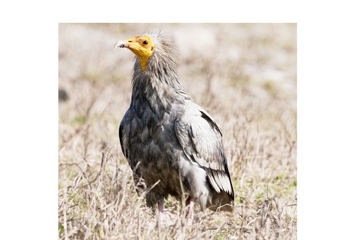 शिकारी पक्षियों के संरक्षण संबंधी सहमति पर सरकार ने किए हस्ताक्षर
