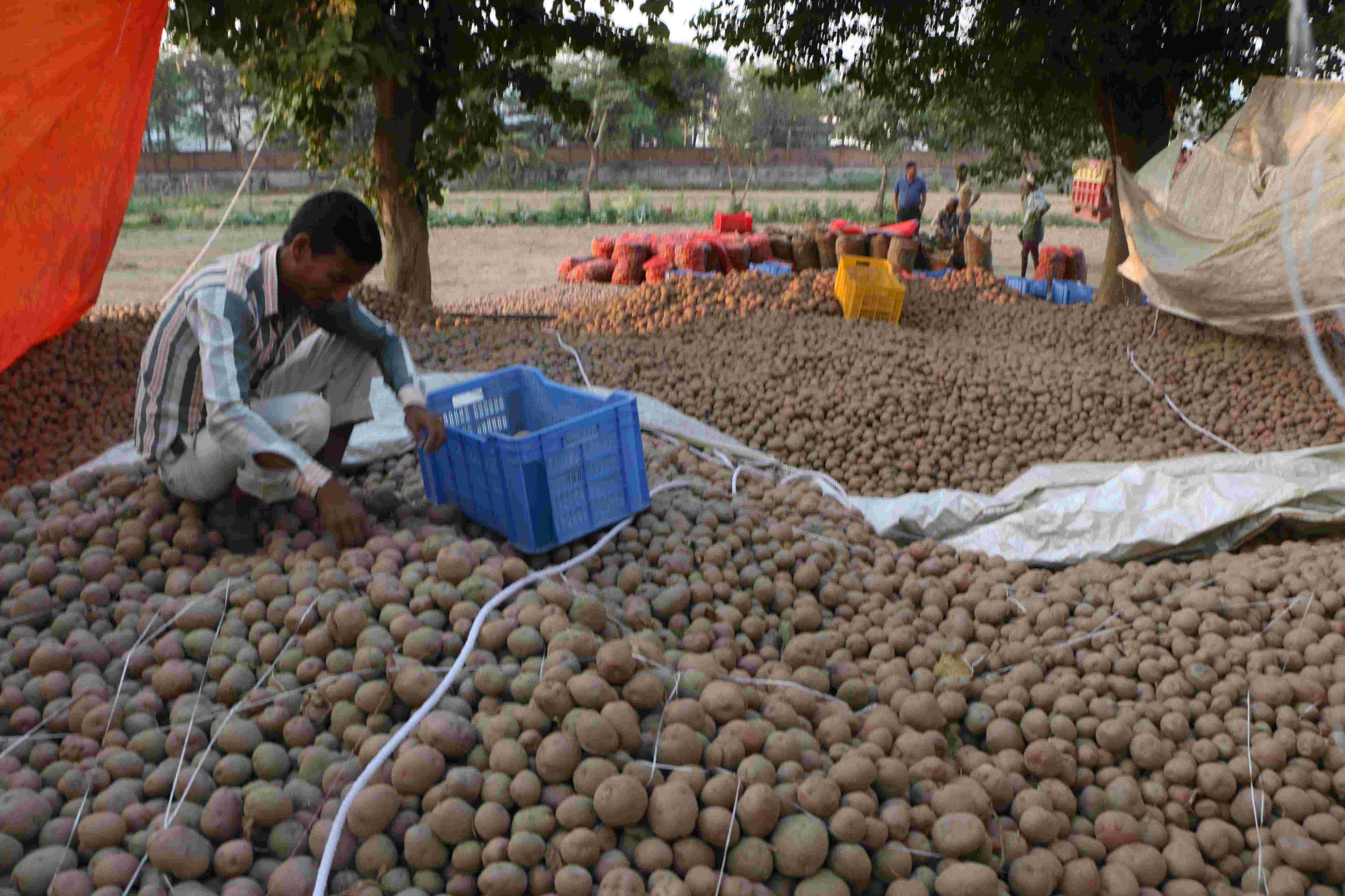 कन्नौज के किसानों को इस बार 40 फीसदी कम रेट पर मिल रहा आलू का बीज