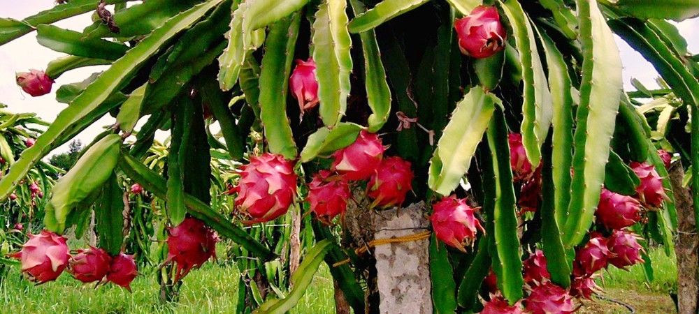 उत्तर प्रदेश में पहली बार की गई ड्रैगेन फ्रूट की खेती, 120-200 रुपये में बिकता है एक फल