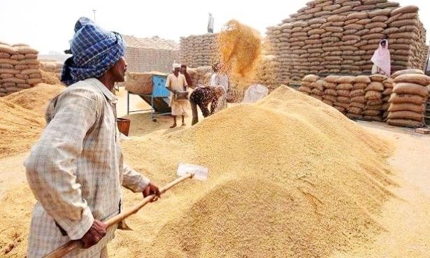 गेहूं, चावल पर सब्सिडी की सीमा तोड़ रहा है भारत : अमेरिका