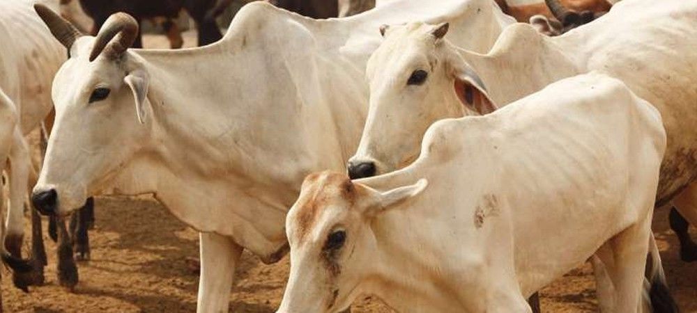 गोंडा: अब 95 फीसदी तय है देवीपाटन मंडल की गायें बछिया को ही जन्म देंगी