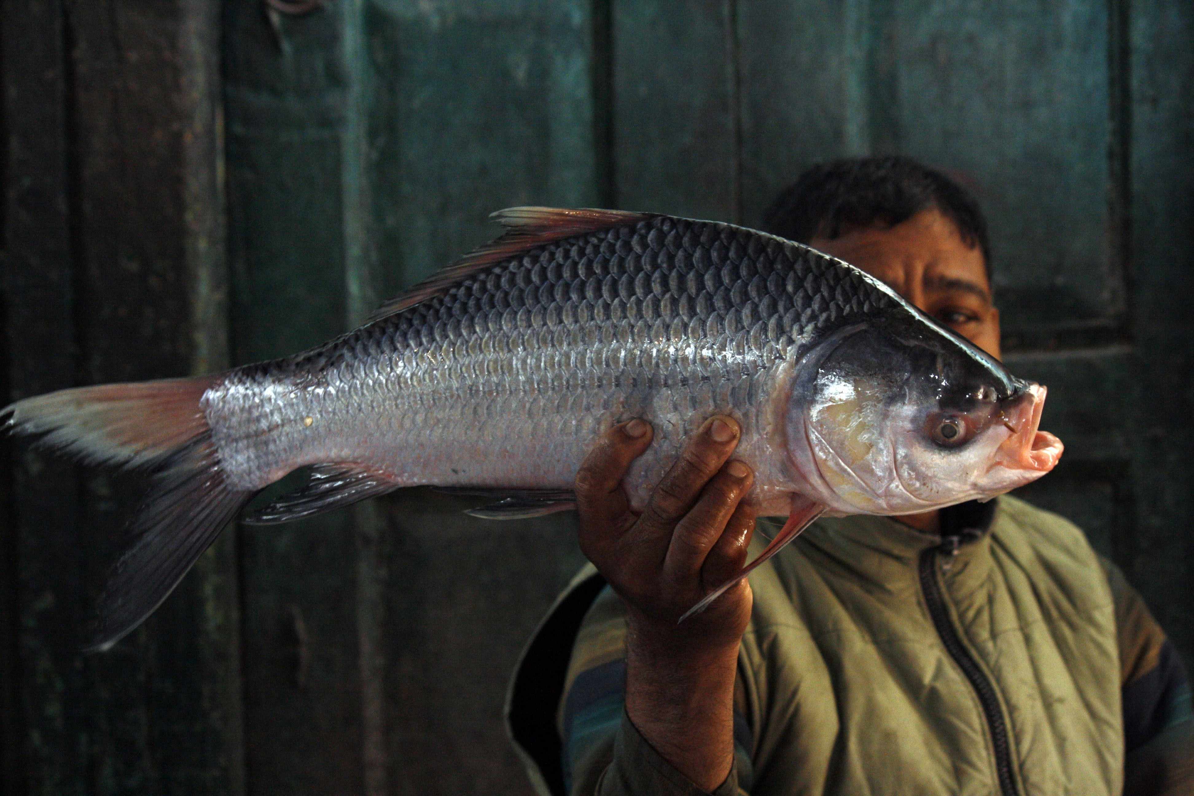 अब भारत में मिलेंगे जैविक सीफूड और मछलियां 