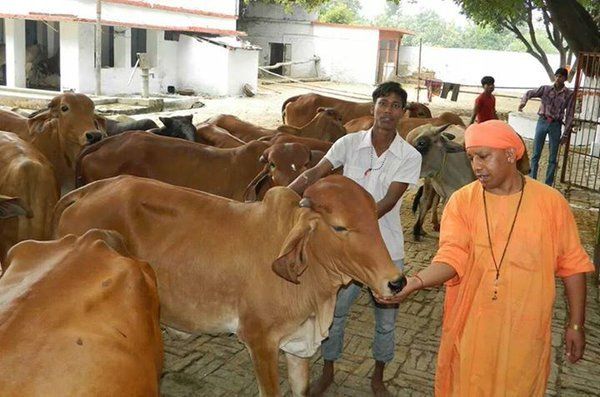 गाय प्रेमी योगी की सरकार में गायों के आएंगे अच्छे दिन ?