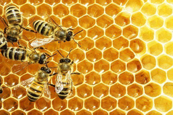 कम लागत और कम पूंजी से शुरू करें मधुमक्खी पालन, इस तरह शुरू करें ये व्यवसाय