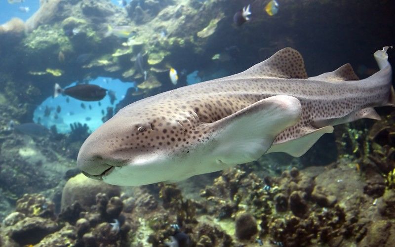 भारतीय समुद्री सीमा में  शार्क की प्रजातियों को जोखिम नहीं : अध्ययन 