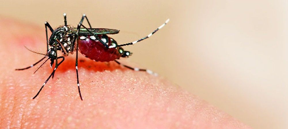 शुरुआती स्तर पर डेंगू का पता लगाने के लिए नया बायोसेंसर किया गया ईजाद