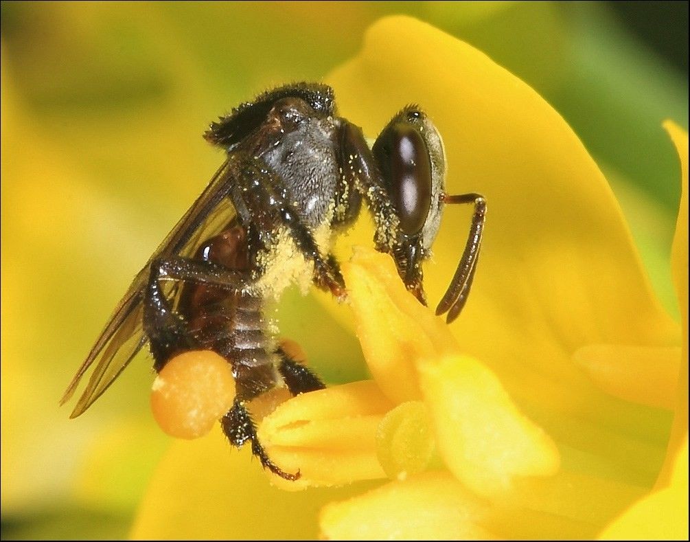अब पालिए बिना डंक वाली मधुमक्खियां, 8 से 10 गुना महंगा बिकता है इनका शहद