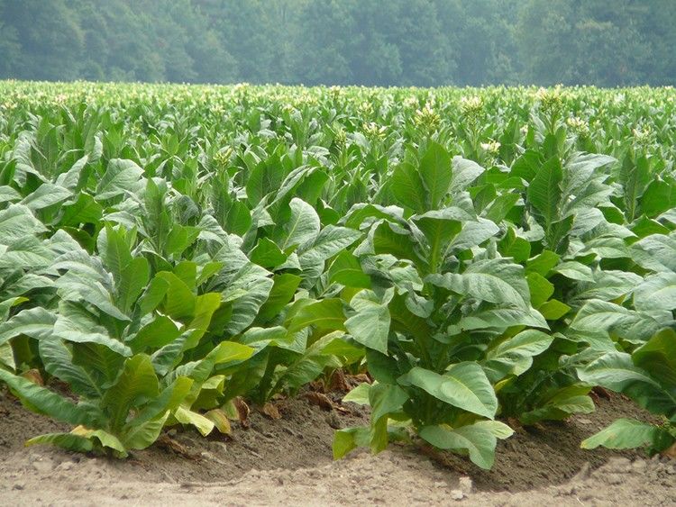 तंबाकू उत्पादों पर चेतावनी से जुड़े नए नियमों से गुजरात के किसान परेशान