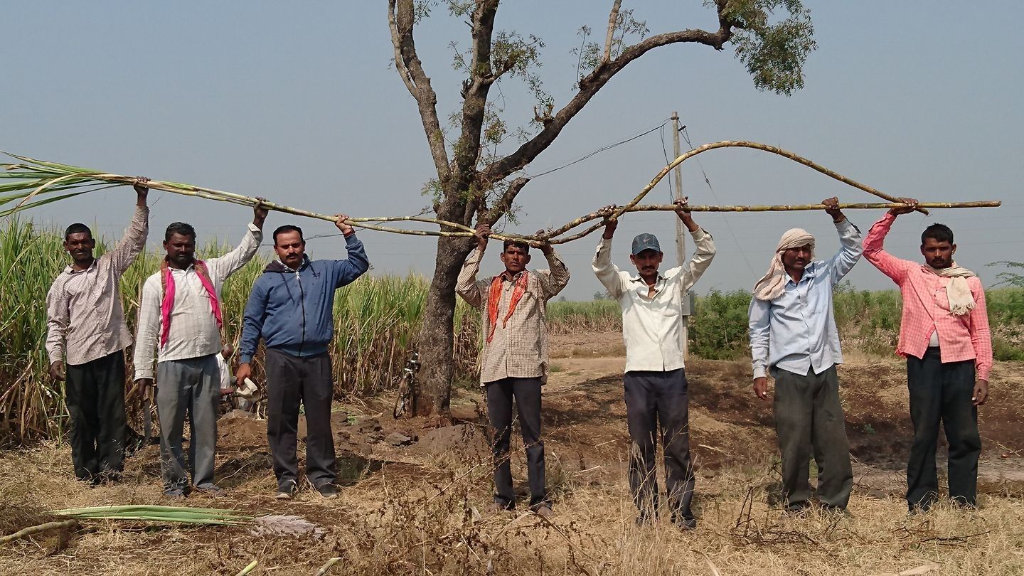 महाराष्ट्र का ये किसान उगाता है 19 फीट का गन्ना, एक एकड़ में 1000 कुंटल की  पैदावार