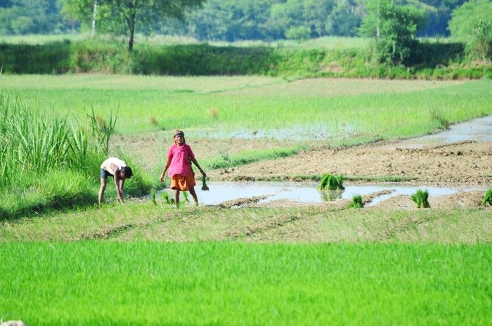 बिहार के विकास से पंजाब में धान की रोपाई प्रभावित