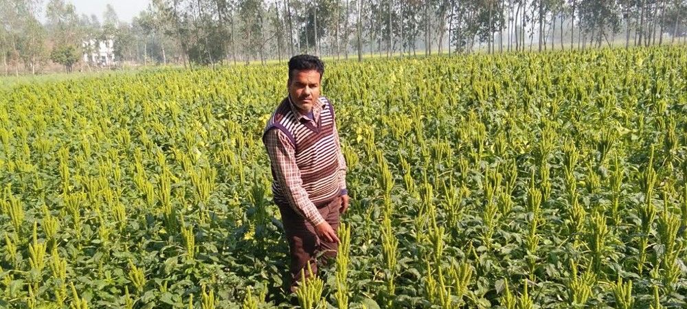 रामदाने की खेती में बढ़ा किसानों का रुझान, कम लागत में ज्यादा मुनाफा