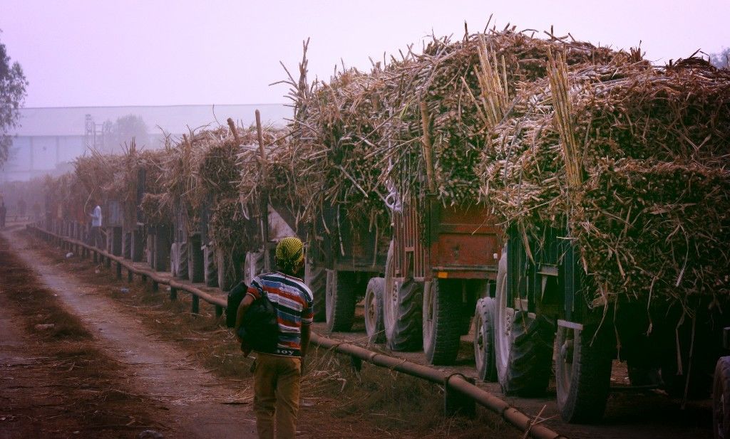 शामली में किसानों का मिल मालिकों का अल्टीमेटम, उखाड़ा कांटा, कहा-भुगतान नहीं तो गन्ना नहीं