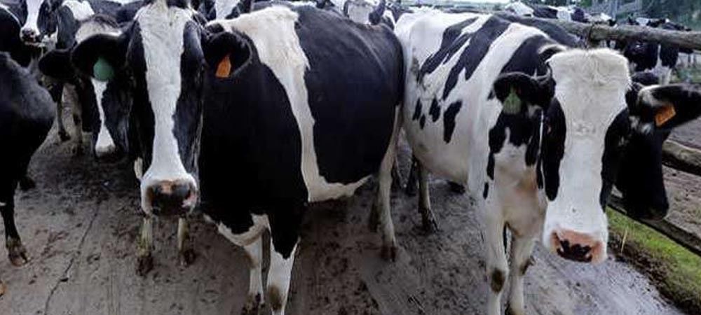 कतर में दूध की कमी पूरा करेंगी, विदेश से लाई गई गायें