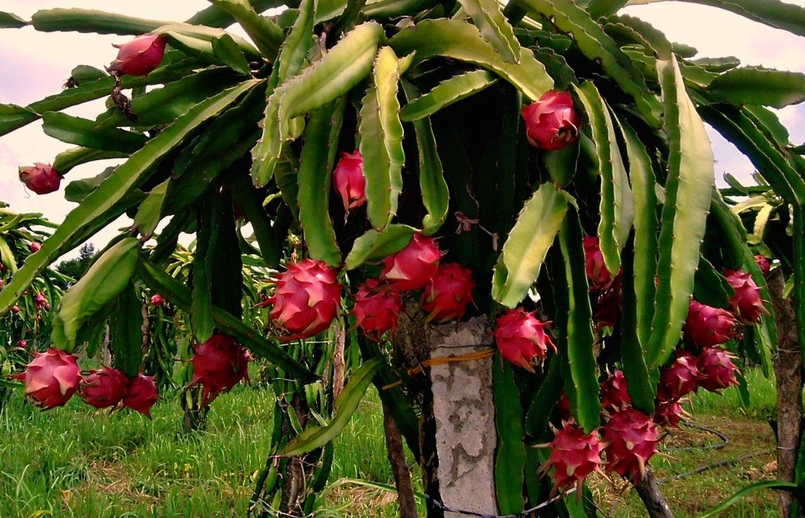 यूपी  में भी  होगी वेलेंसिया ऑरेंज और ड्रैगन फ्रूट जैसे से कई विदेशी फलों की खेती  