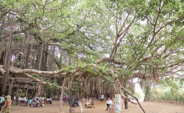 चार एकड़ में फैला है ये 400 साल पुराना बरगद का पेड़ 