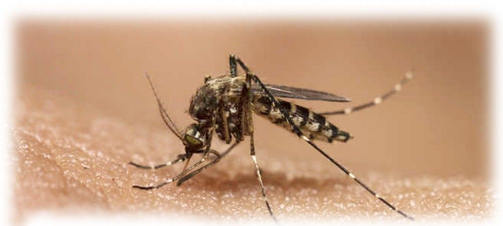 मलेरिया का टीका तैयार करने के और करीब पहुंचे वैज्ञानिक