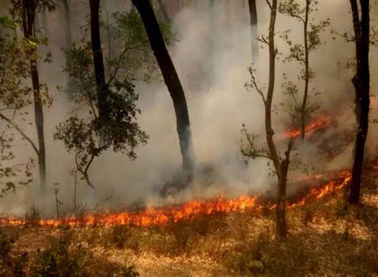 उत्तराखंड के जंगलों में भीषण आग, हाई अलर्ट जारी