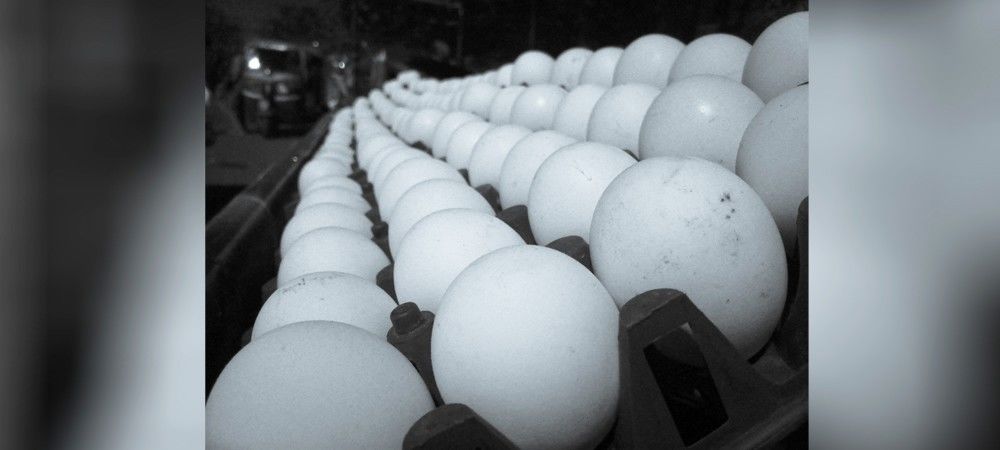 यूपी में अब 50 रुपया दर्जन से ज्यादा पर नहीं होगी अंडों की बिक्री