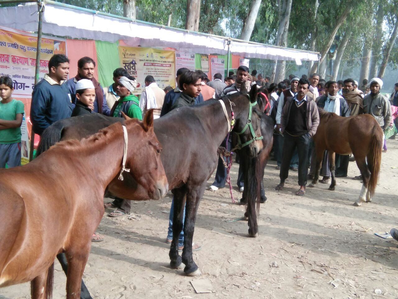 #स्वयंफेस्टिवल : मोटरगाड़ी ने घटाई बेलहरा के घोड़ों की मांग